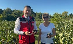 Yalova'da aronya hasadında 250 ton rekolte bekleniyor
