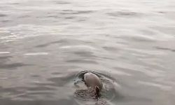 Yanına yaklaşan yunusu ekmek ve domatesle besledi