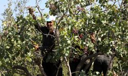 Zirai don ve kuraklık fıstık rekoltesini düşürdü