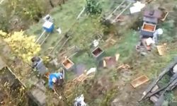 Araklı’da ayılar 50’den fazla kovanı telef etti