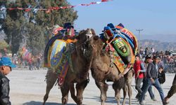 Aydın’da deve güreşleri ertelendi