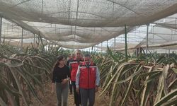 Aydın’da pitaya üretimi genişliyor