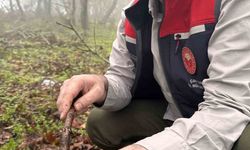 Çanakkale’de hububat zararlısı süneye geçit yok