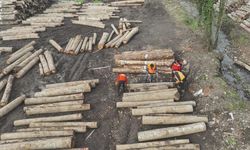 Düzce’de orman ürünü ihracatı geçen yılı geçti