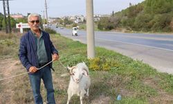 Keçileri ile tatil yapıyor