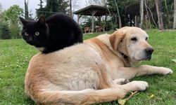 Kedi köpek maması ihracatı bin tonu geçti