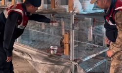 Kızıl şahin emin ellerde