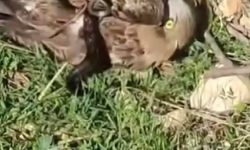 Korku dolu anlar: Yılanın boğazladığı kartalı kurtardı