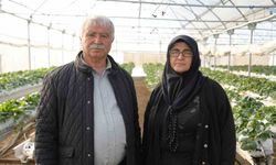 Niğde’de topraksız tarım yöntemiyle çilek üretimi kadın emeğiyle büyüyor