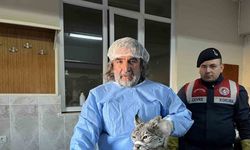 Van’da bitkin halde bulunan vaşak tedavi altına alındı