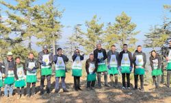 Adana'da bir yılda 50 ton sedir tohumu toprakla buluştu