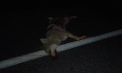 Adilcevaz'da araçların çarptığı kurt telef oldu