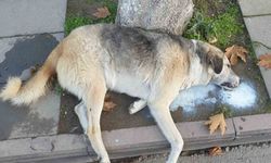 Amasya’da şehrin göbeğinde köpek ve kediler ölü bulundu