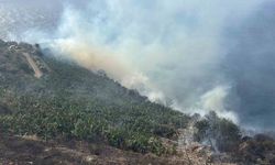 Antalya’da muz bahçesinde yangın
