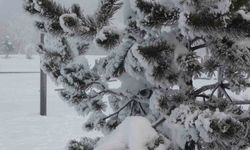 Ardahan'da dondurucu soğuklar etkisini artırdı: Ağaçlar kırağı tuttu