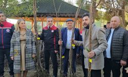 Aydın dağları sağlıklı kestane ağaçlarıyla donatılıyor