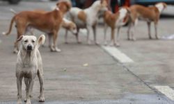 Bağdat'ta 19 binden fazla başıboş köpek itlaf edildi