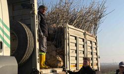 Bandırma'nın 55'inci kırsal mahallesinde 350 ağaç toprakla buluştu