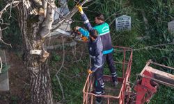 Başiskele’de budanan ağaç dalları ihtiyaç sahiplerine yakacak oluyor