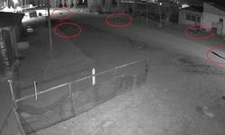 Bayburt'ta 5 kurdun köpeği tuzağa çektiği anlar kamerada