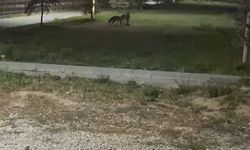 Bayburt’ta birbirleriyle oyun oynayan iki tilki görüldü