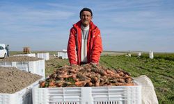 Beypazarı’nda hummalı havuç mesaisi başladı: Dönüme 10 ton ürün bekleniyor
