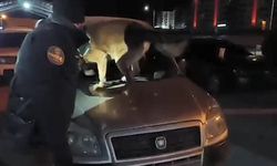 Bitlis'te 6 kilo 100 gram skunk maddesi ele geçirildi