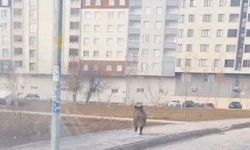 Bitlis’te ilçe merkezinde yaban domuzu paniği