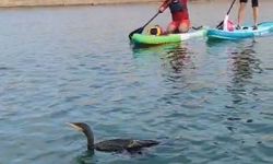 Botan Vadisi’nde yaralı bulunan karabatağı kurtarma çabası yetersiz kaldı