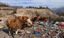 Büyükbaş hayvanlar çöplükte besleniyor
