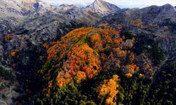 Çameli'nin titrek kavak ormanları bulutların arasında görsel şölen sunuyor