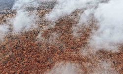 Çankırı’da sis ve kızıla bürünen ormanların buluşması mest etti