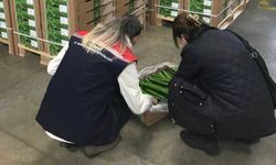 Çorlu’dan Hollanda’ya salatalık ihracatı