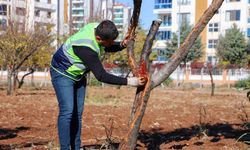 DBB özel yöntemlerle ağaçları tedavi ediyor