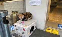 Dükkan önündeki kedi için asılan ilginç not dikkat çekti: 'Dilenci değilim'