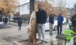 Elazığ’da 60 kiloluk turna balığı yakalandı