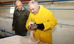 Elazığ’da alabalık sağım çalışmaları sürüyor