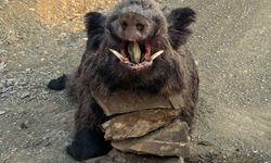 Elazığ’da avcılar 200 kiloluk domuz avladı