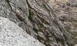 Elazığ’da dağ keçileri sürü halinde görüldü