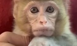 Elazığ'da yakalanan maymun koruma altına alındı