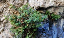 Endemik Malatya kantaronu, kimyasal olarak sarı kantarondan daha zengin çıktı