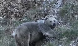 Erzincan’da kış uykusuna hazırlanan iki ayı görüntülendi