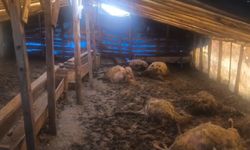 Erzincan'da kurtlar ahıra girdi: 10 koyun telef oldu, 10 koyun yaralandı