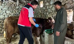 Giresun’da 450 binden fazla hayvan aşılandı