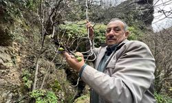 İncir ağacı Aralık ayında yeniden meyve verdi
