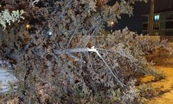 İnegöl'de rüzgarın etkisiyle ağaç devrildi