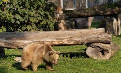 İzmir Doğal Yaşam Parkı'na siyah jaguar ve bozayı geldi