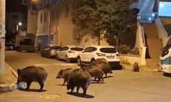 İzmir, sokaklarında domuz sürüleri ile doğal yaşam parkına döndü