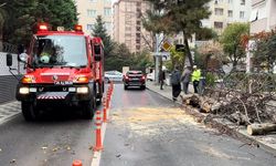 Kadıköy'de yola devrilen ağaç paniğe neden oldu
