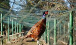 Kahverengi kokarca savaşçıları: 2025’te 3 bin sülün doğaya salındı